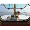 Honden aan boord...de beste maatjes op het water
