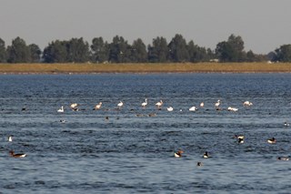 thumbnail_Flamingo's op IJsselmeer bij natuurgbebied Steilebank