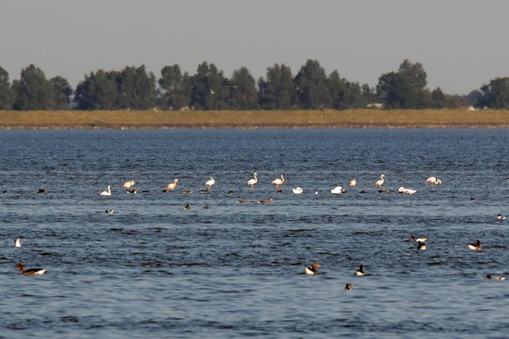 thumbnail_Flamingo&#39;s op IJsselmeer bij natuurgbebied Steilebank