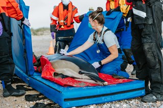 325371_124A9187_MMRR_2021-09-17_HerringCoveBeach-Provincetown-CapeCod-MA_4CommonDolphinsMassStranding-Release_AndreaSpence_5D_EDITED